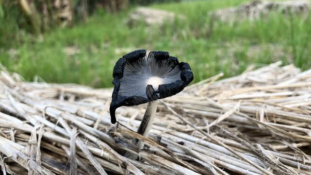 Footage of Coprinopsis lagopus, also called rabbit's foot mushroom, growing on straw with black tones, captured from a high angle showing unique fungal texture and natural detail.