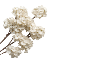 Delicate Hydrangea Blossoms: A close-up view of a cluster of delicate white hydrangea flowers, beautifully captured against a natural light.