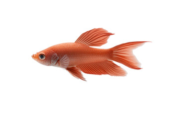 Vibrant Underwater Wonder: The close-up of a single, elegant goldfish swimming through the depths of water. With its eye-catching red color and graceful movements.