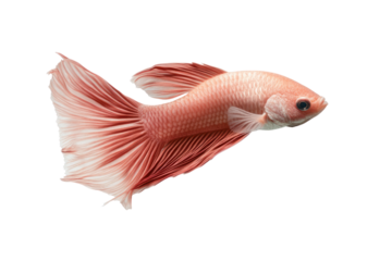 Elegant Ruby-Hued Betta: A close-up view of a radiant betta fish with an elegant flowing tail, its scales shimmering with a delicate pink hue. Captured in high definition.