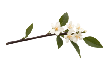 Jasmine Branch with Blooms: A delicate jasmine branch, adorned with pristine white blossoms and vibrant green leaves, offers a sense of purity and the promise of spring's gentle embrace.
