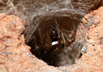 Close up of a UK garden spider on its web waiting for food scary
