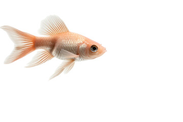 Goldfish in Fluid Motion: A graceful goldfish, its iridescent scales shimmering, glides effortlessly through an aquatic realm, presenting a stunning display of aquatic life. 