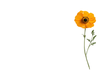 Golden Blossom's Delicate Dance: A single, vibrant orange flower with intricate petals and a dark center stands proudly against a clean, minimalist background.