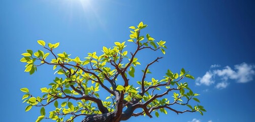 Growing tree branches reaching upward, representing social media network expansion, online, social media