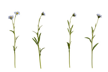 Delicate Bloom Stems: Four slender flower stems, each showcasing delicate blue blossoms and vibrant green leaves, create a minimalist composition that evokes serenity and the essence of spring.