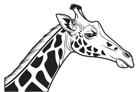 Giraffe head vector illustration isolated on white background, wild animal