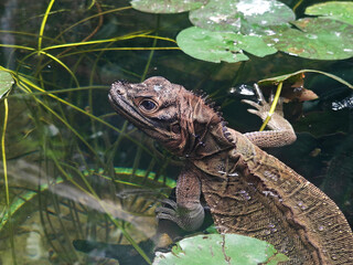 a brown lizard float on the water under sunny day
