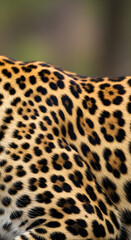Close-up shot of a leopard's fur, showcasing its distinctive rosette pattern against a blurred green and brown background.