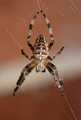 Close up of a UK garden spider on its web waiting for food scary