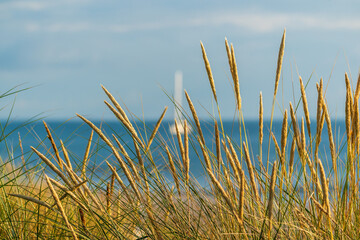 Ein Segelboot auf der Ostsee hinter Schilf