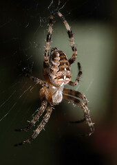 Close up of a UK garden spider on its web waiting for food scary