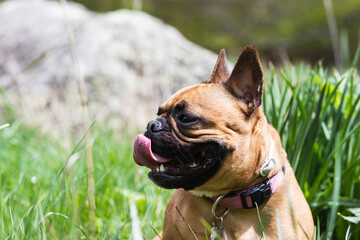 A joyful French Bulldog in a grassy field, with a happy expression and ears perked up, showcasing...