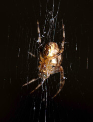 Close up of a UK garden spider on its web waiting for food scary