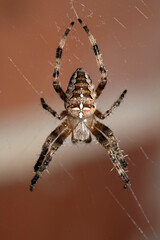 Close up of a UK garden spider on its web waiting for food scary