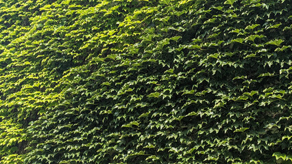Close-up of wild grape leaves covering a wall. The glossy green foliage shines under the sun, showing details of the natural texture and creating a vivid urban nature scene.