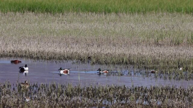 Male Northern Shoveler ducks swim, squabble, and flap their wings in a pond