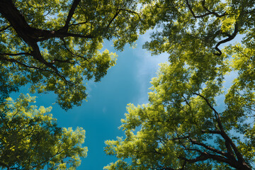 Obraz premium Clear blue sky and green trees seen from below. Carbon neutrality concept presented in a vertical format. Pictures for Earth Day or World Environment Day desktop backgrounds.&nbsp;&nbsp;