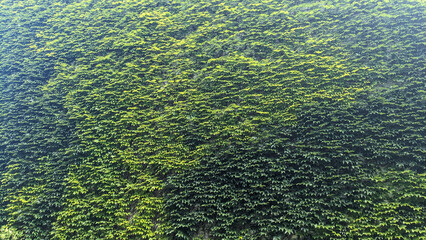 Dense green wild grape leaves completely cover wall, creating living natural texture. Sunlight...