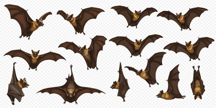 A collection of illustrated brown bats in various dynamic poses, including flying with wings spread, hanging upside down, and resting.