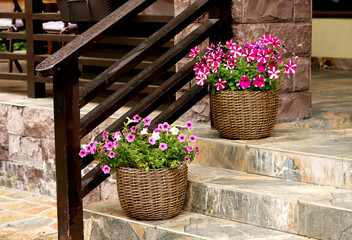 Woven baskets filled with vibrant pink and purple petunias are placed on stone steps, adding charm...