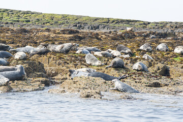 Seals on a rocky island