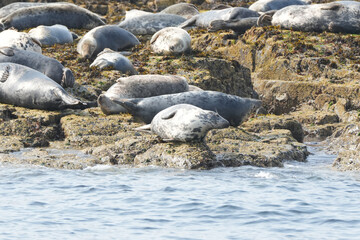 Seals on a rocky island