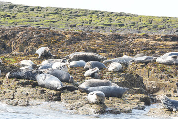 Seals on a rocky island