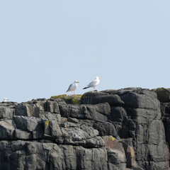 Gulls on a cliff top