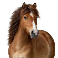 Majestic Brown Horse with Flowing Mane Standing Proudly Against a Clean White Background
