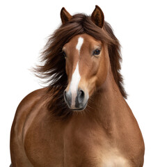 Majestic Chestnut Horse with Flowing Mane Captured in Stunning Close-Up Portrait