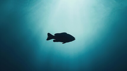 Lone silhouette fish swimming upwards towards sunlight in deep blue ocean