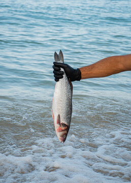 fish in the water