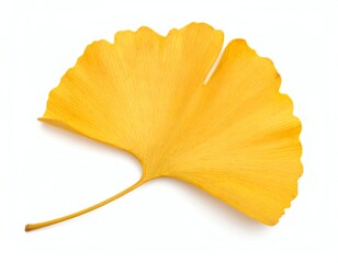 Naklejka premium A vibrant yellow ginkgo leaf on a white background.