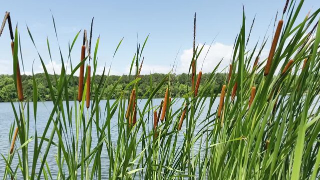 A close-up view of cattail plants growing along the edge of a body of water.