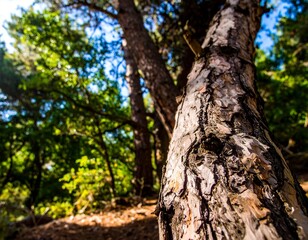 Discover the stunning textures of nature with this close-up of a tree trunk in a bright, lush forest