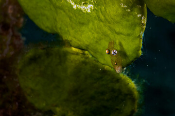 Close up small squid hidng with transparent body in underwater macro photography