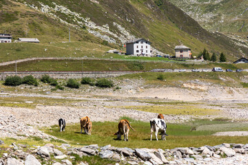 Mountain landscape in the Italian Alps and the Alpine village of Montespluga.
