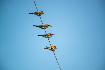 Colorful bird outdoors and wildlife. European bee-eater (Merops apiaster) in natural habitat. A...