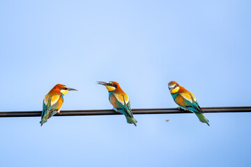 Colorful bird outdoors and wildlife. European bee-eater (Merops apiaster) in natural habitat. A...