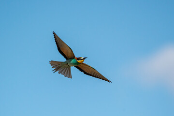Colorful bird outdoors and wildlife. European bee-eater (Merops apiaster) in natural habitat. A...