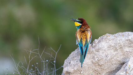 Colorful bird outdoors and wildlife. European bee-eater (Merops apiaster) in natural habitat. A strikingly beautiful colorful bird that can fly very well and winters in Africa as a migratory bird.
