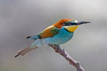 Colorful bird outdoors and wildlife. European bee-eater (Merops apiaster) in natural habitat. A strikingly beautiful colorful bird that can fly very well and winters in Africa as a migratory bird.
