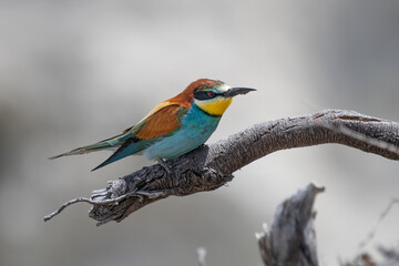 Colorful bird outdoors and wildlife. European bee-eater (Merops apiaster) in natural habitat. A...