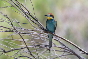 Colorful bird outdoors and wildlife. European bee-eater (Merops apiaster) in natural habitat. A strikingly beautiful colorful bird that can fly very well and winters in Africa as a migratory bird.