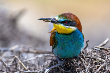 Colorful bird outdoors and wildlife. European bee-eater (Merops apiaster) in natural habitat. A strikingly beautiful colorful bird that can fly very well and winters in Africa as a migratory bird.