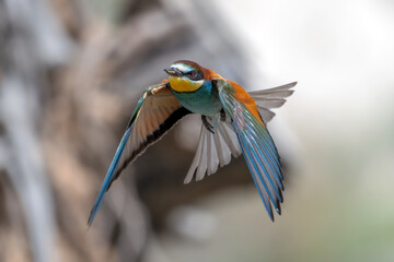 Colorful bird outdoors and wildlife. European bee-eater (Merops apiaster) in natural habitat. A strikingly beautiful colorful bird that can fly very well and winters in Africa as a migratory bird.