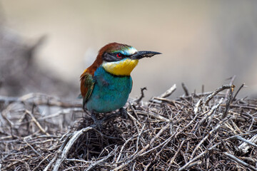 Colorful bird outdoors and wildlife. European bee-eater (Merops apiaster) in natural habitat. A strikingly beautiful colorful bird that can fly very well and winters in Africa as a migratory bird.