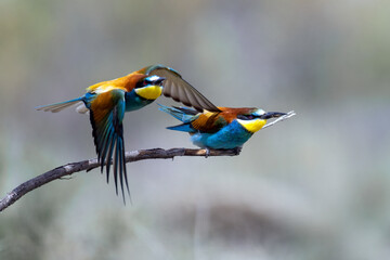 Colorful bird outdoors and wildlife. European bee-eater (Merops apiaster) in natural habitat. A...