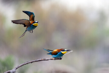 Colorful bird outdoors and wildlife. European bee-eater (Merops apiaster) in natural habitat. A strikingly beautiful colorful bird that can fly very well and winters in Africa as a migratory bird.